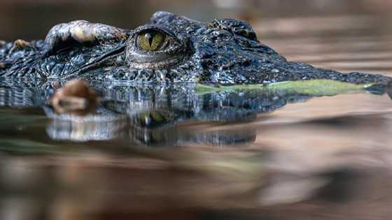 Lifeless giant reptile with gunshot wound in head drifts into Tawi-Tawi fishing village