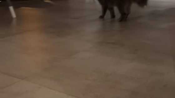 Angelica Panganiban, ibinahagi ang cute na video ni Bean na hinahabol si "Cindy"