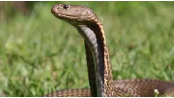 Man in critical condition after cobra bite in South Cotabato