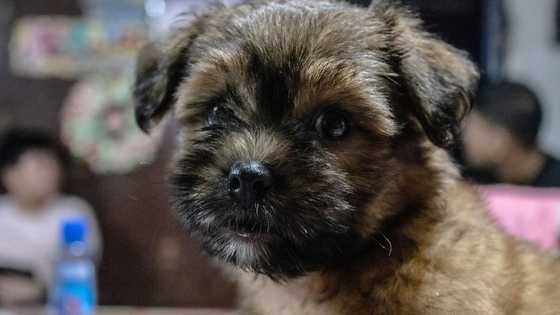 8 shih tzus patay sa sunog; ina ng mga aso, binalikan pa mga puppies