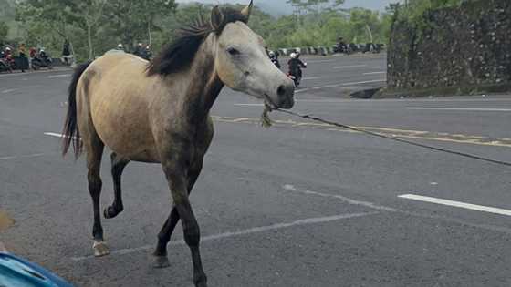 Animal rights group condemns ‘tethered training’ of horse in Misamis Oriental