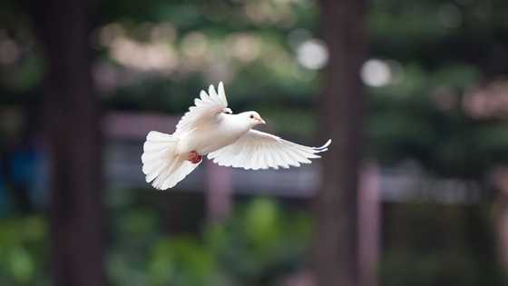 PAWS, nagbabala laban sa paggamit ng mga hayop sa Easter presentation