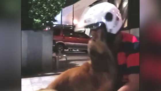 Video ng mag-asawang naghahanap ng paracetamol pero ang nakita ay ang asong matagal nang nawawala, viral