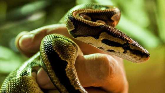 4 cobras confiscated at Arranque Market in Manila