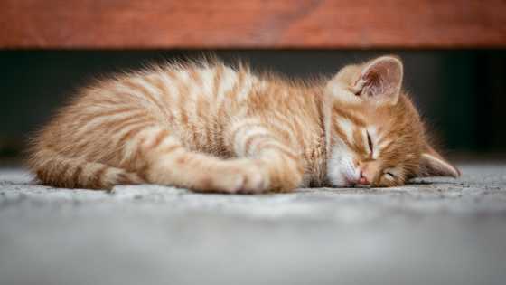 Cat survives after being shot in the face with marble in Bukidnon
