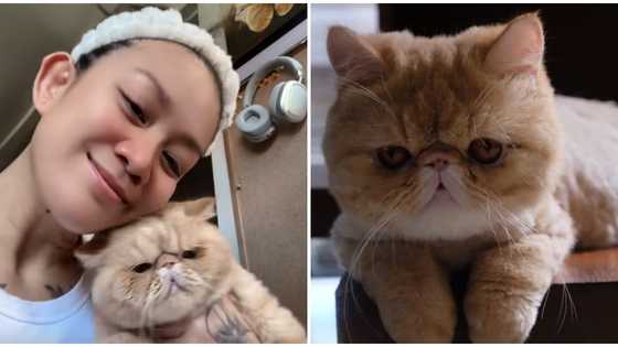 Tuesday Vargas, nagdadalamhati sa pagpanaw ng alagang pusa