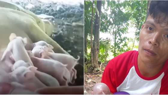 Lalaki, natakot matapos makita ang itsura ng iniluwal na biik ng alaga niyang baboy