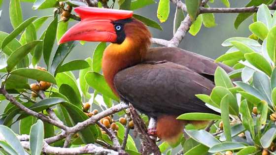 Hornbills’ cries foiled smuggling attempt in Sarangani; suspect apprehended