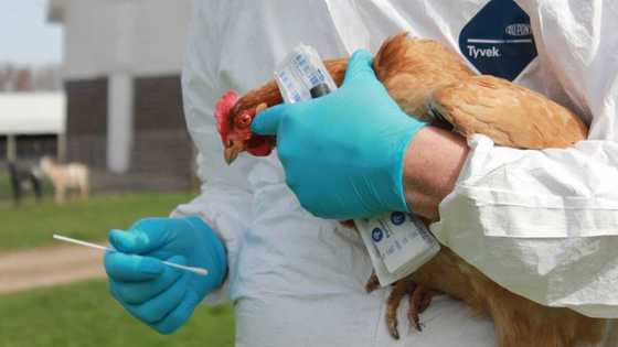 Breaking: Department of Agriculture confirms bird flu outbreak in PH