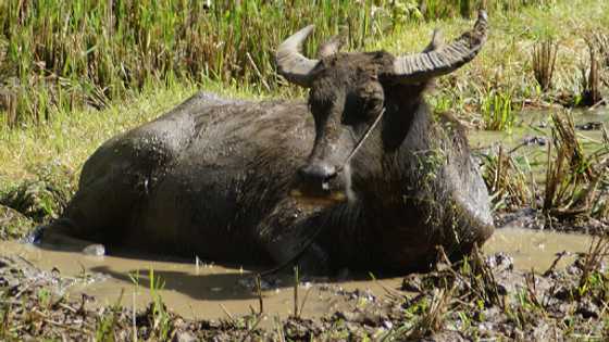 Carabao found dead hanging on a tree; owner cries over painful death of the animal