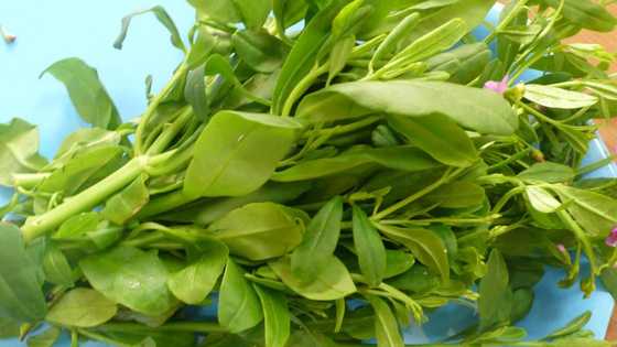 7 amazing health benefits of eating Philippine spinach