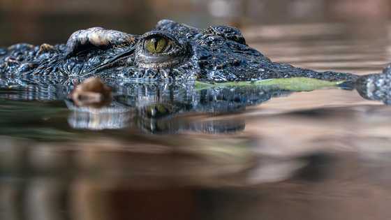 56-year-old man found dead at sea after alleged crocodile attack in Tawi-Tawi