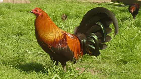 Magnanakaw ng panabong, patay, dalawa pa sugatan, nang maingkwentro pulis na may-ari ng mga manok