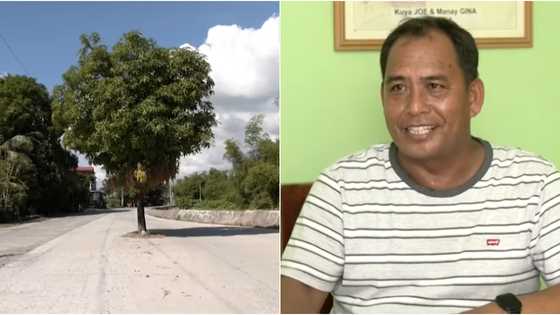 Puno ng mangga na nasa gitna ng kalsada; Brgy. Chairman: "'wag niyo nang putulin yan"