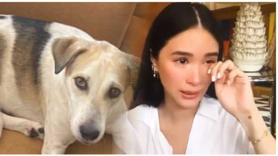 Heart Evangelista, magbibigay ng P50,000 sa makakabalik sa nawawalang aso niya