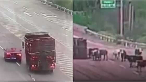 Truck containing live cows falls on its side and ablazes in the middle of the road