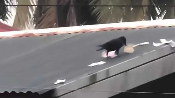 Crow snatches year-end bonus money in bizarre incident in Roxas, Capiz