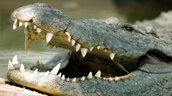 26-year-old man killed in crocodile attack while harvesting sea cucumbers in Palawan