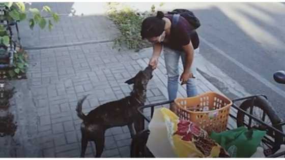 Frontliners ng mga aso! Dog lover, matiyagang nag-iikot para pakainin ang mga asong walang tirahan