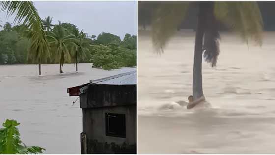 Lalaki sa Nabua, Camarines Sur, nakahawak lang sa puno ng niyog para hindi matangay ng baha