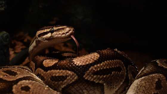 Escaped python in San Fernando rescued and returned to owner