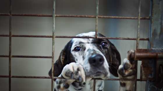 My mother-in-law let my childhood dog escape while I was gone — Then my husband took action