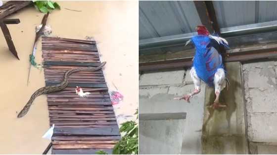 Massive python seen swimming in flood waters in Talisay City, Cebu