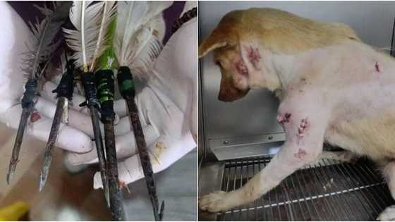 Aso, natagpuang may tama ng 5 bala ng improvised pana at nakapulupot na alambre sa leeg