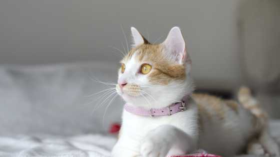 My neighbor disappeared after asking me to watch his cat – I found a key in its collar